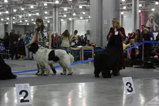 Фото: ньюфаундленд Kloofbears Lancelot for Sent Djons, ньюфаундленд Kloofbears My Dream for Sent Djons