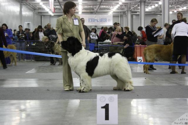 Фото: ньюфаундленд Супер Бизон Батон