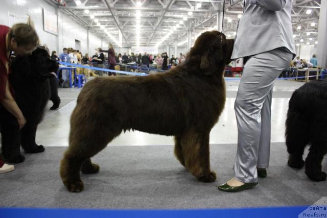 Фото: ньюфаундленд Aetna vom Riesrand