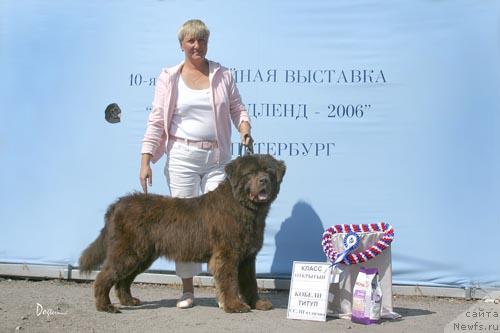 Фото: ньюфаундленд Петер-Беар Осборн Айс Эдамс, Марина Волотович