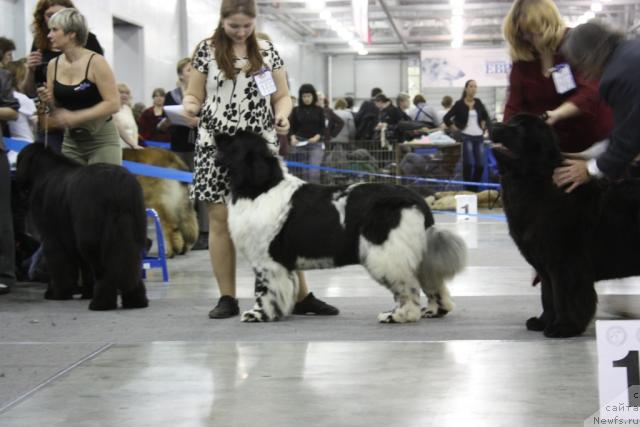Фото: ньюфаундленд Deshabillez Moi de L'Iliade et L'Odyssee, ньюфаундленд Сент Джонс Романсе оф Лав (Sent Djons Romance of Love)