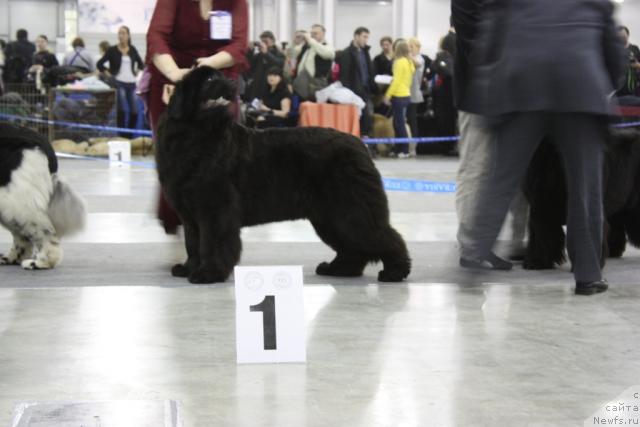 Фото: ньюфаундленд Сент Джонс Романсе оф Лав (Sent Djons Romance of Love)