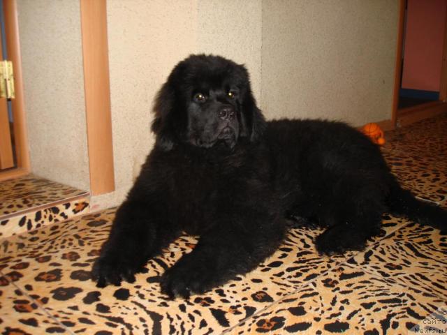 Фото: Сент Джонс Ульрика