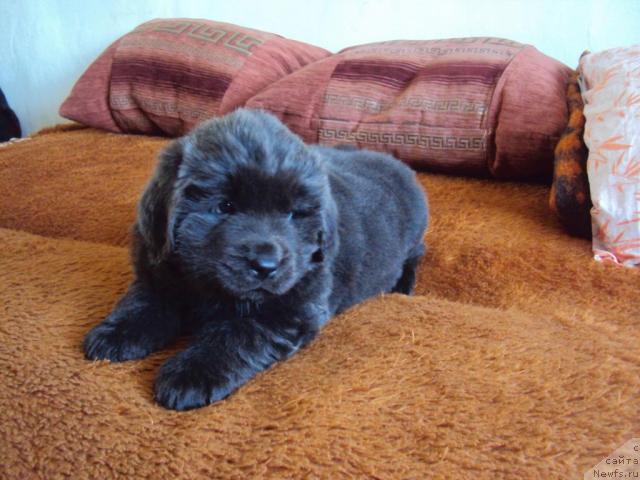 Фото: ньюфаундленд Миссия Блю фо Марлеон из Сибирской Глубинки