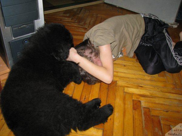 Фото: ньюфаундленд Фанньюф Уилгрэм Сэр, Даня