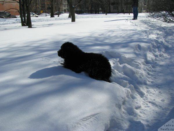 Фото: ньюфаундленд Фанньюф Уилгрэм Сэр