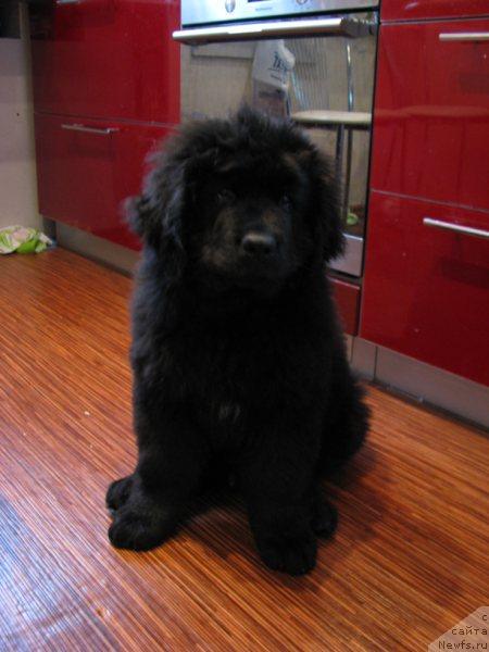 Фотография № 39883