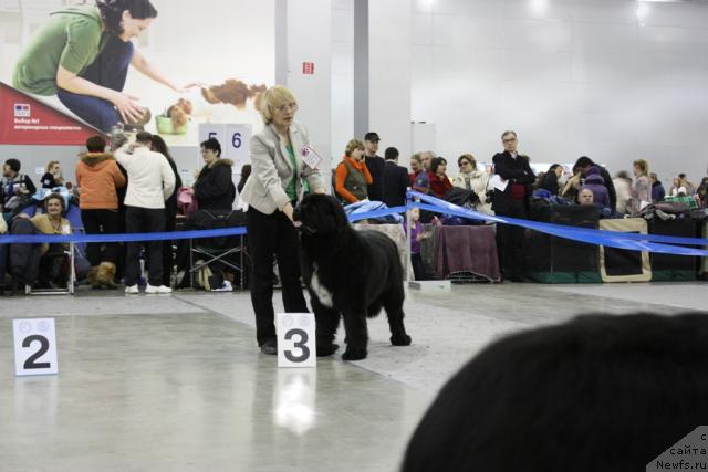 Фото: ньюфаундленд Плюшевая Панда Парижский Шик