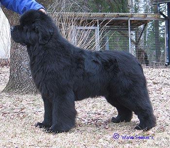 Фото: ньюфаундленд Pouch Cove's Raises The Bar