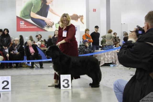 Фото: ньюфаундленд Сент Джонс Жанна Д'Арк (Sent Djons Zanna D'Ark)