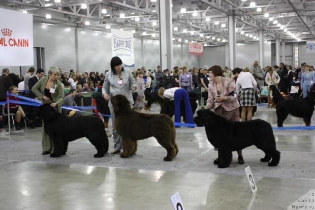 Фото: ньюфаундленд Giacomo vom Darius Land, ньюфаундленд Aetna vom Riesrand, ньюфаундленд Акватория Келвин Заския