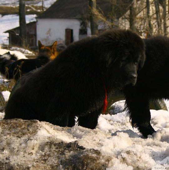 Фото: ньюфаундленд Потап Ярика (Potap Yarika)