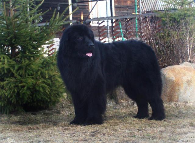 Фото: ньюфаундленд Барри Пейв Блэк (Barry Peyv Black)