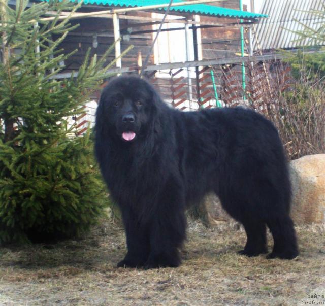 Фото: ньюфаундленд Барри Пейв Блэк (Barry Peyv Black)