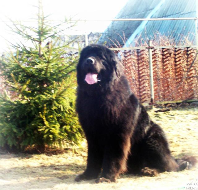 Фото: ньюфаундленд Кенни