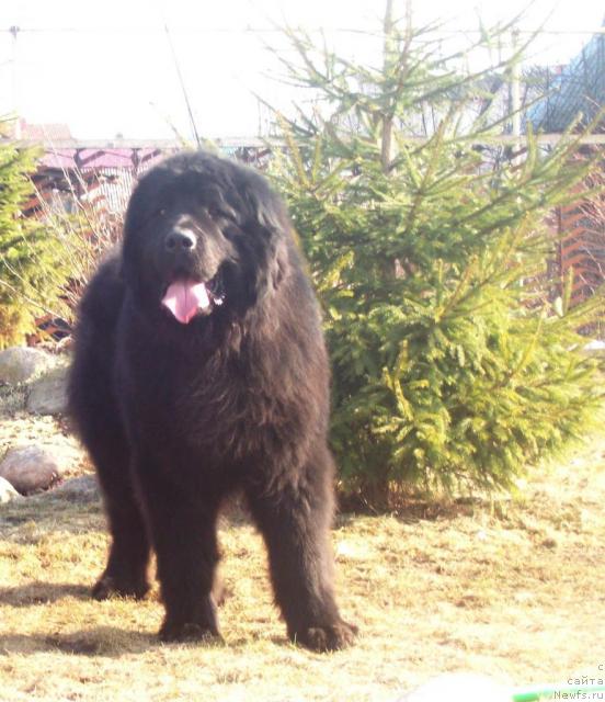 Фото: ньюфаундленд Кенни