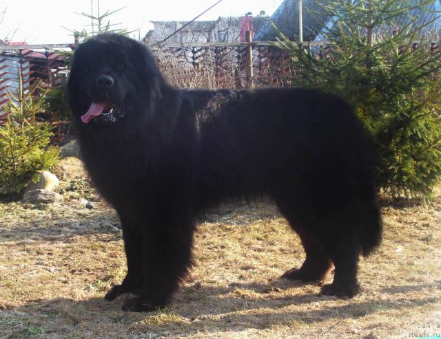 Фото: ньюфаундленд Кенни