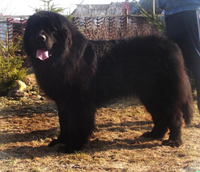 Фото: ньюфаундленд Кенни