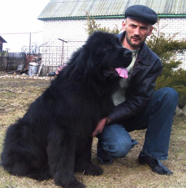 Фото: ньюфаундленд Дайна Куин