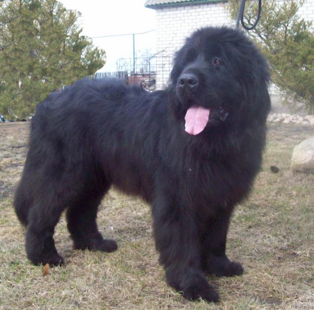 Фото: ньюфаундленд Дайна Куин