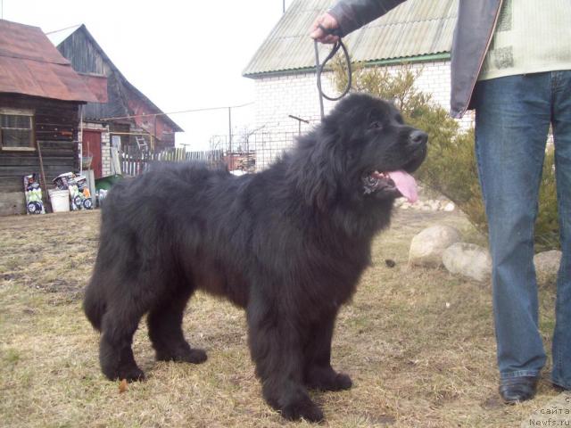 Фото: ньюфаундленд Дайна Куин