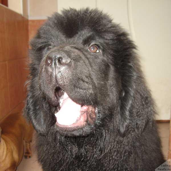 Фото: ньюфаундленд Винчес из Медвежьего Яра для Берега Дона (Vinces iz Medvejyego Yara Dlja Berega Dona)