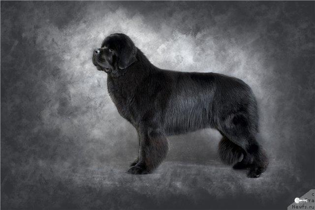 Фото: ньюфаундленд Сент Джонс Роллекс (Sent Djons Rollex), 16 мес