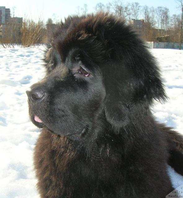 Фото: ньюфаундленд Акватория Келвин Кадриль (Aquatoriya Kelvin Kadril)