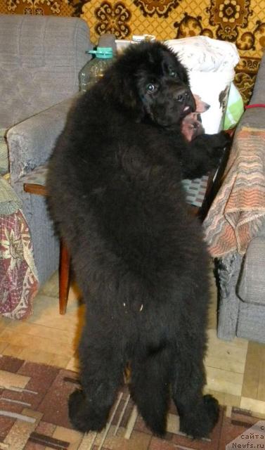 Фотография № 39937