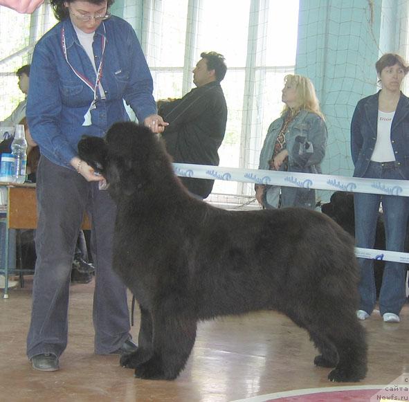 Фото: ньюфаундленд Адмирейшен Фор Ол из Медвежьего Яра (Admiration For All iz Medvejyego Yara)