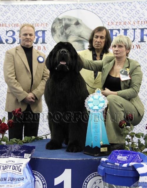 Фото: ньюфаундленд Giacomo vom Darius Land