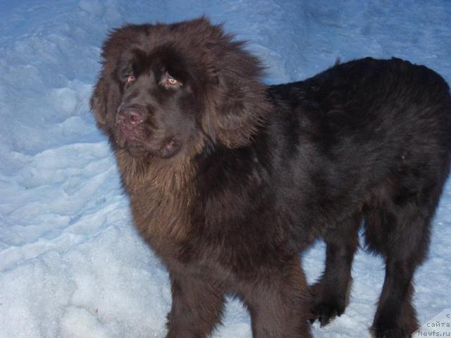 Фото: ньюфаундленд Звездная Тоскана Лесная Раскрасавица