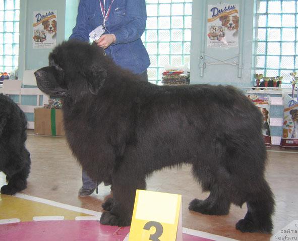 Фото: ньюфаундленд Lifeguard's American Style