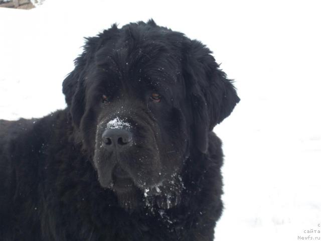 Фото: ньюфаундленд Ярада из Сибирской Глубинки (Yarada iz Sibirskoy Glubinki)