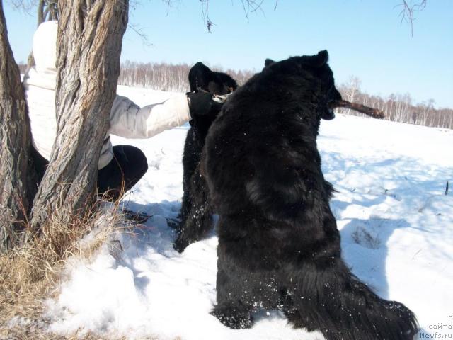 Фото: ньюфаундленд Ярада из Сибирской Глубинки (Yarada iz Sibirskoy Glubinki)