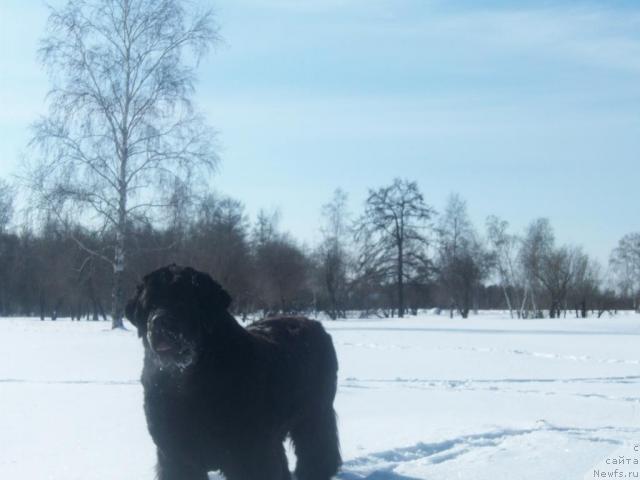 Фото: ньюфаундленд Ярада из Сибирской Глубинки (Yarada iz Sibirskoy Glubinki)