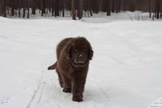 Фото: ньюфаундленд Исполин из Царства Медведей