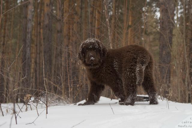 Фото: ньюфаундленд Исполин из Царства Медведей