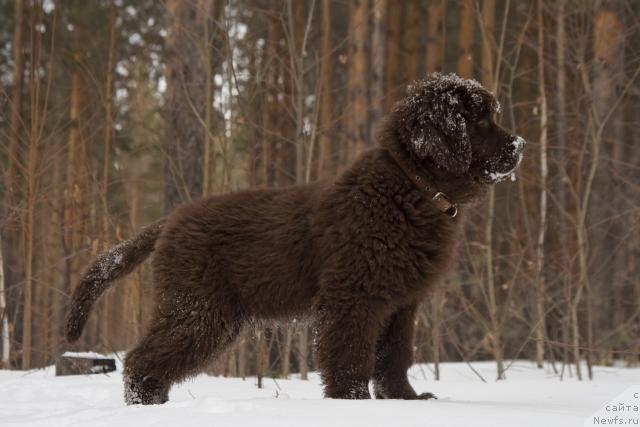 Фото: ньюфаундленд Исполин из Царства Медведей