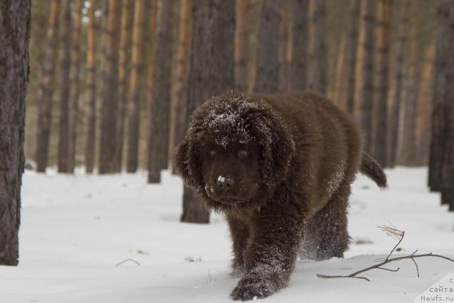 Фото: ньюфаундленд Исполин из Царства Медведей