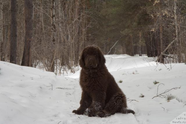 Фото: ньюфаундленд Исполин из Царства Медведей