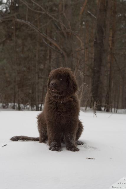 Фото: ньюфаундленд Исполин из Царства Медведей