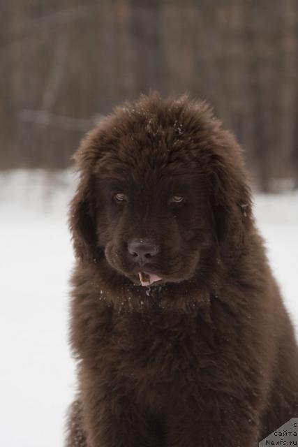 Фото: ньюфаундленд Исполин из Царства Медведей