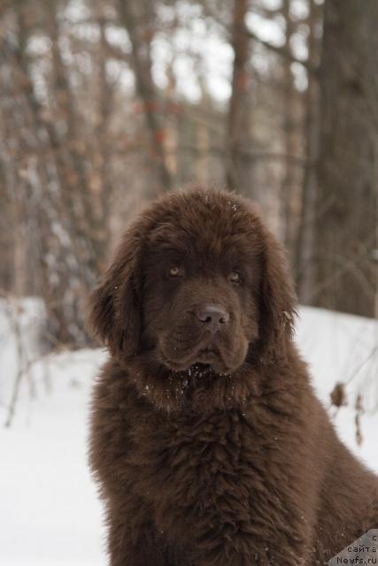 Фото: ньюфаундленд Исполин из Царства Медведей