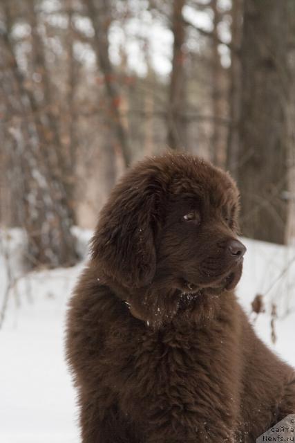 Фото: ньюфаундленд Исполин из Царства Медведей