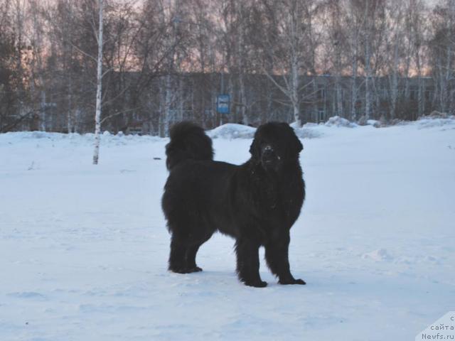 Фото: ньюфаундленд Формула Любви от Сибирского Медведя