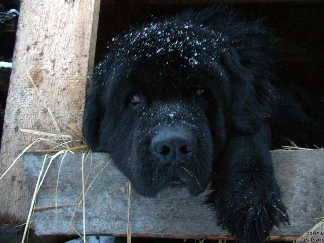 Фото: ньюфаундленд Великий Медведь Бегущий по Волнам