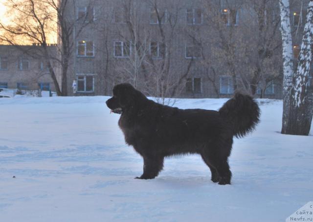 Фото: ньюфаундленд Формула Любви от Сибирского Медведя