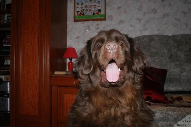 Фото: ньюфаундленд Гармония