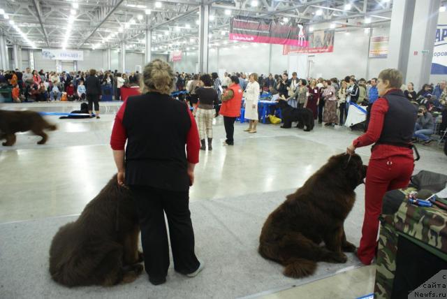 Фото: ньюфаундленд Гармония